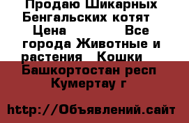 Продаю Шикарных Бенгальских котят › Цена ­ 17 000 - Все города Животные и растения » Кошки   . Башкортостан респ.,Кумертау г.